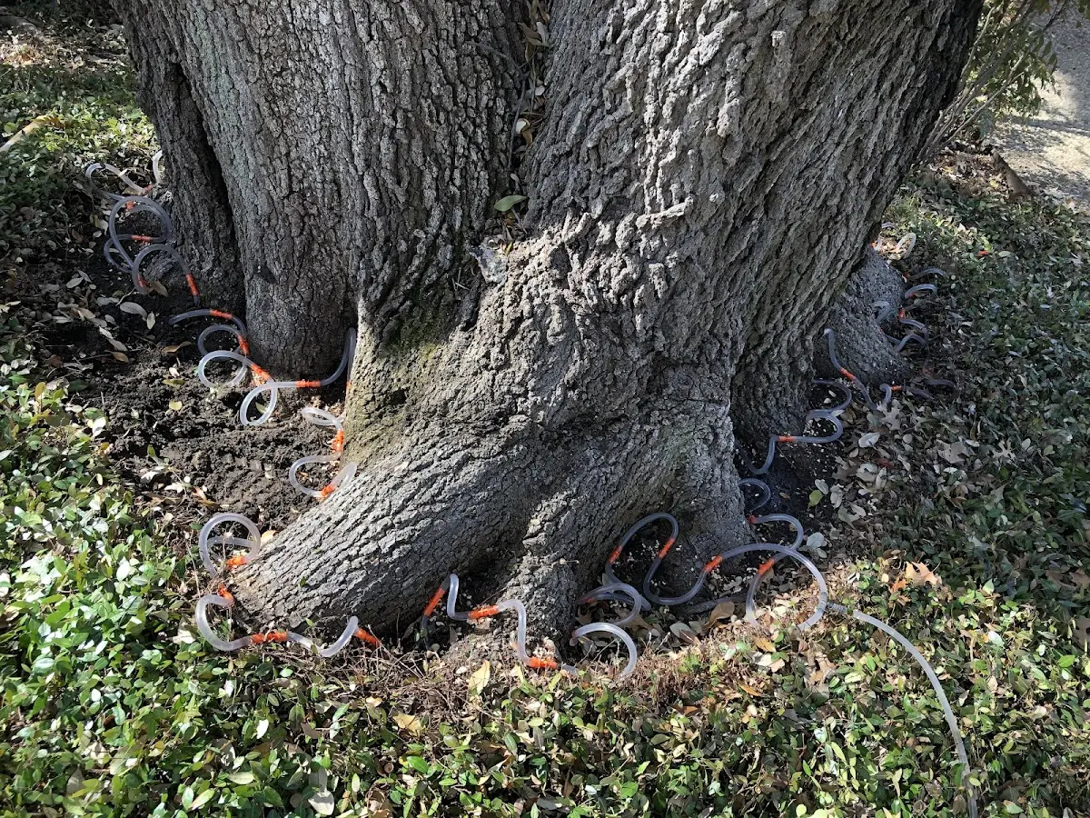 Detailed Tree Cabling and Bracing job site in Brookeland