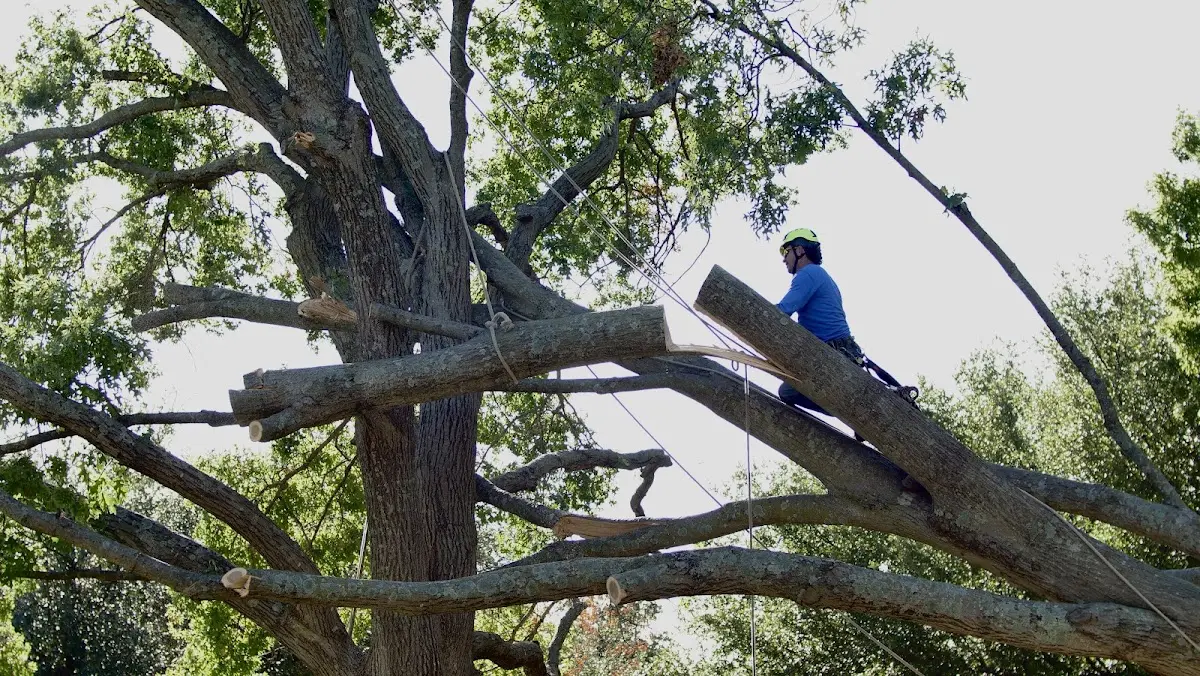 Professional Hazardous Tree Removal performed by certified arborists in Brookeland